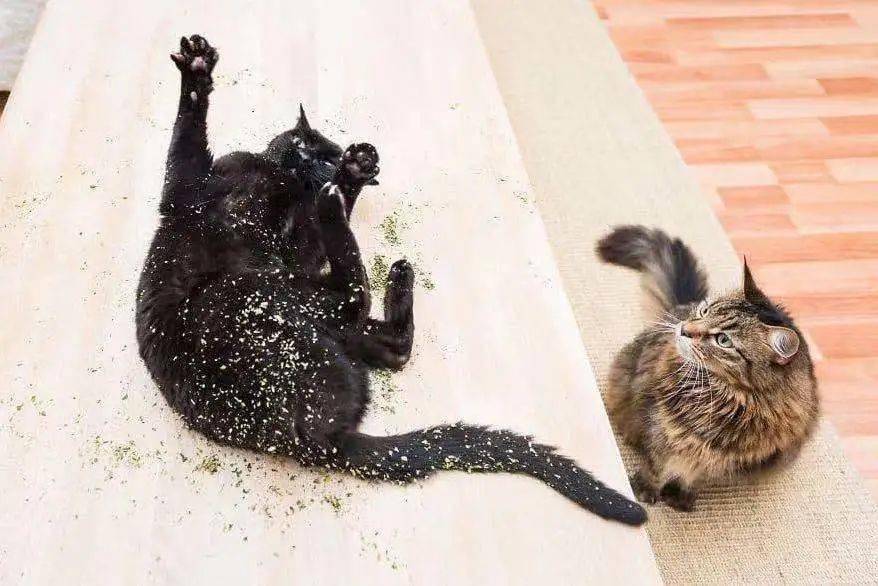 用猫薄荷水洗澡,猫咪真的会更爱我吗?