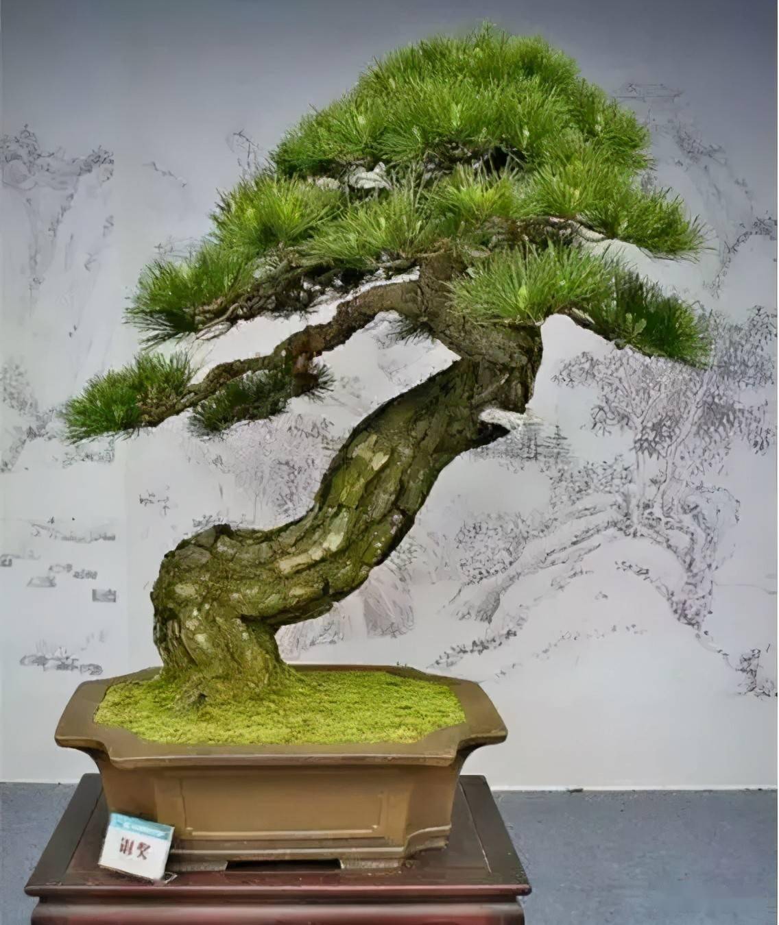 盆景为啥这么贵,看这些造型_干式