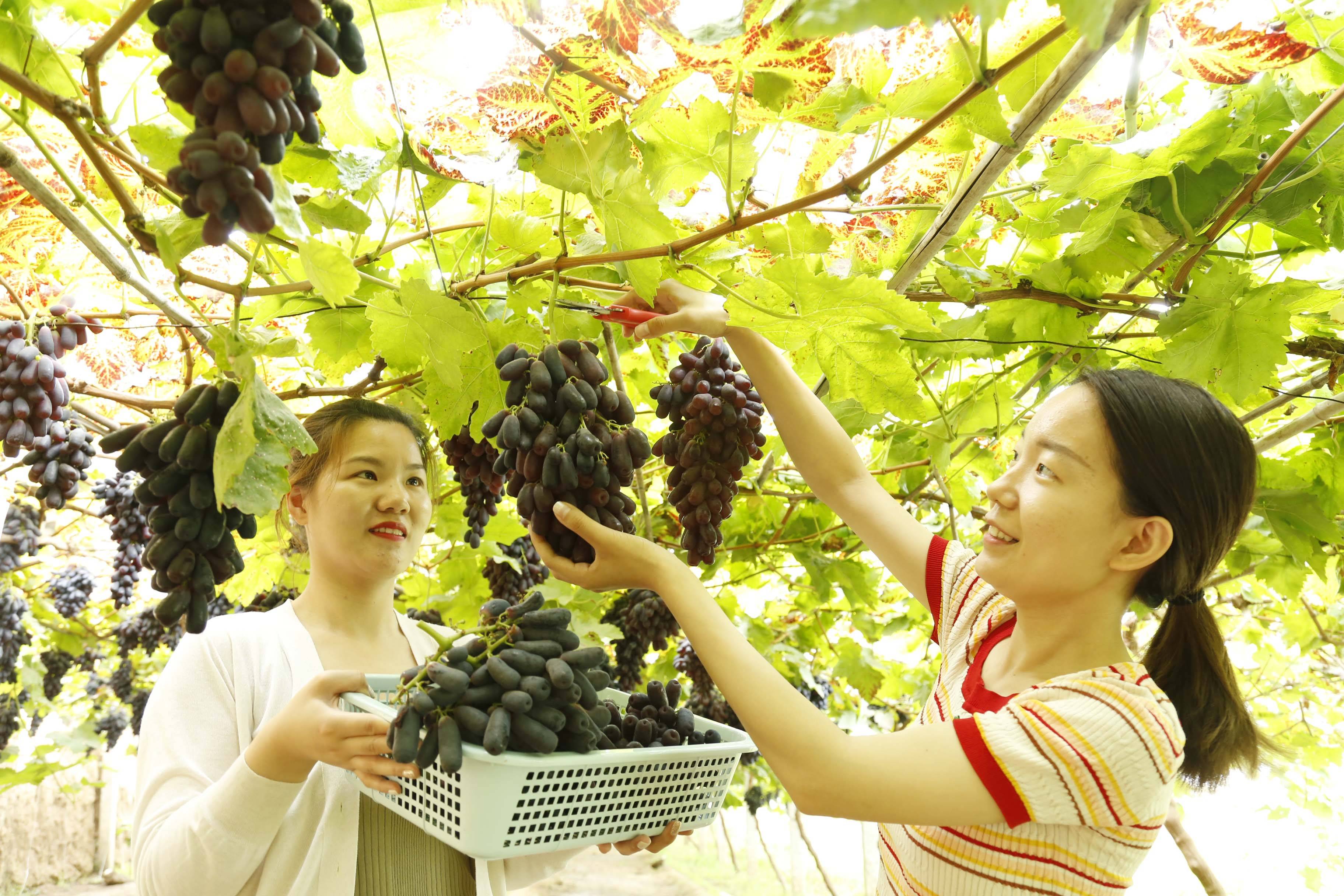 农旅融合助力乡村振兴