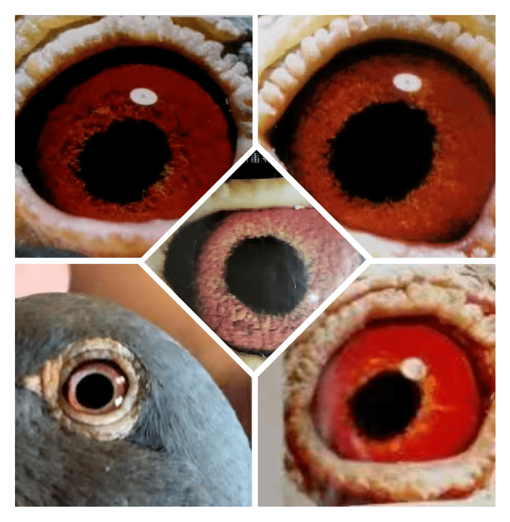 山风飘看鸽眼识冠军远程鸽眼有这些特点