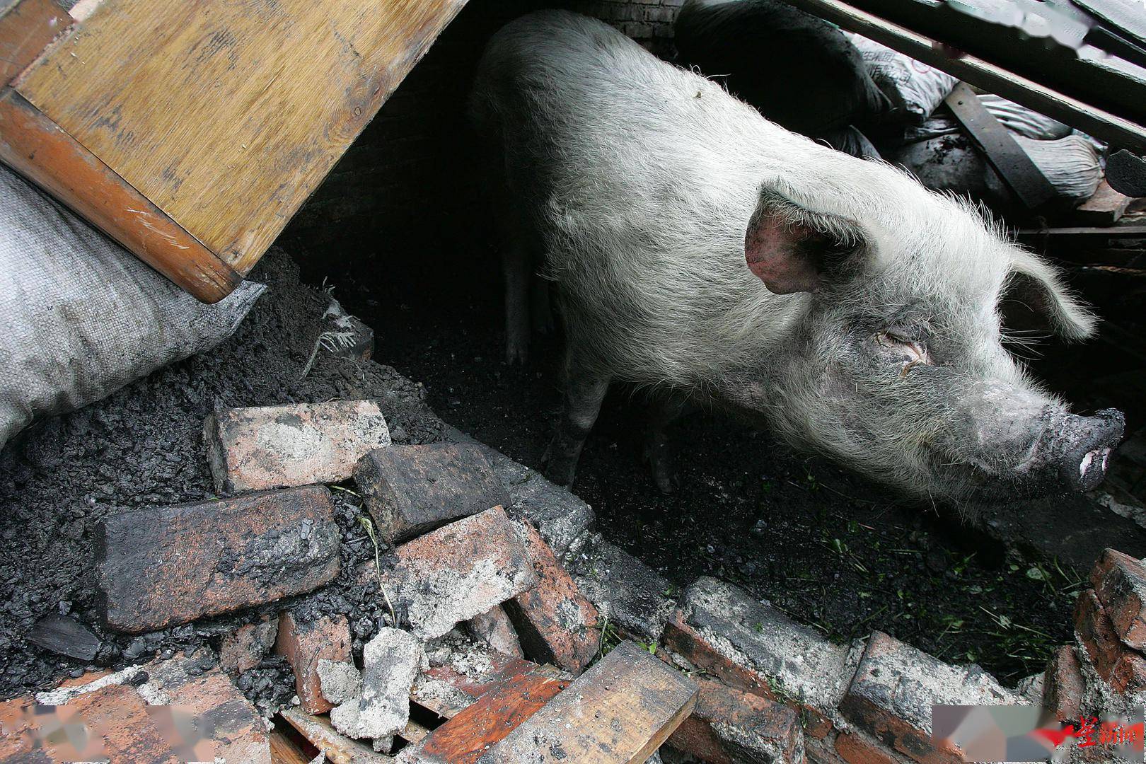 全国第一个报道猪坚强的记者:它从废墟获救后,两眼竟刷刷流泪,就像