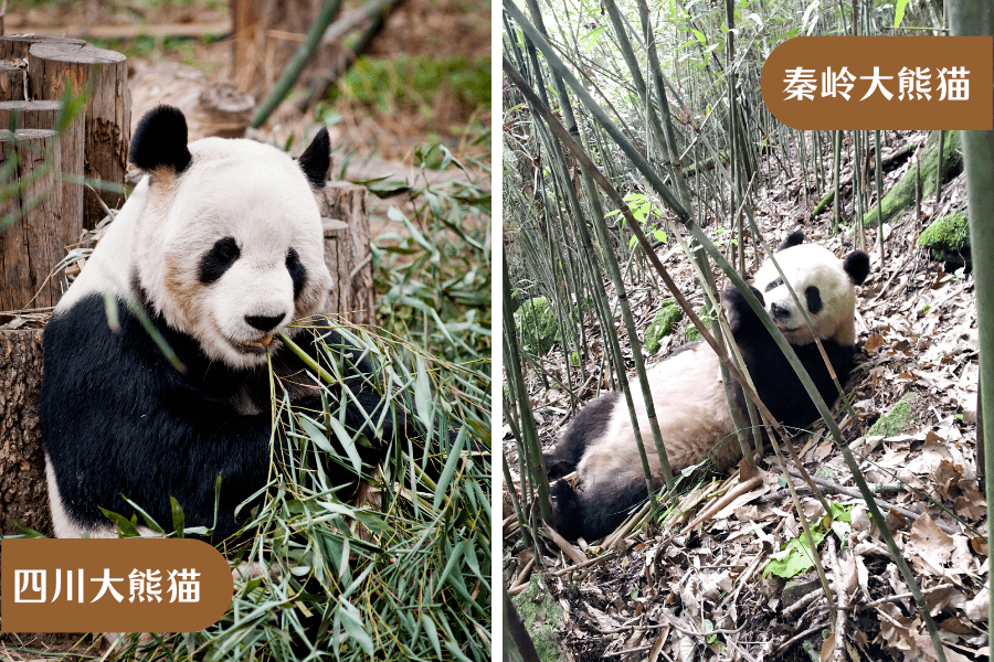 秦岭四川大熊猫对比照图片