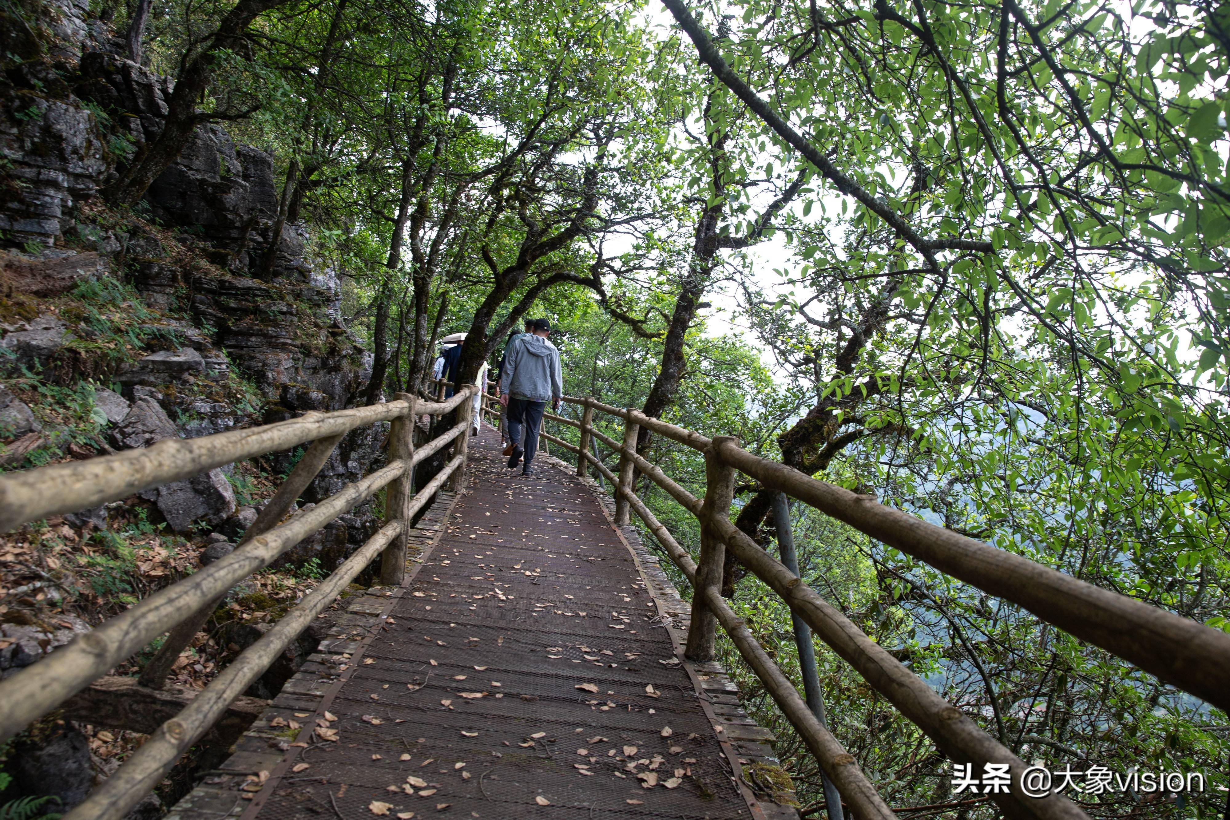 又到了美菌飘香的季节走近师宗菌子山一赏美景