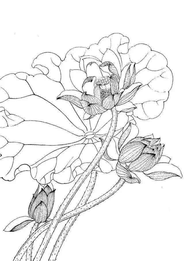 工笔线描花卉画谱荷花