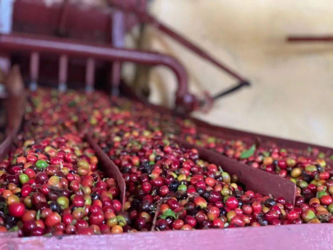 非洲流行吃土?这些美味惊爆你的味蕾!_蜂蜜