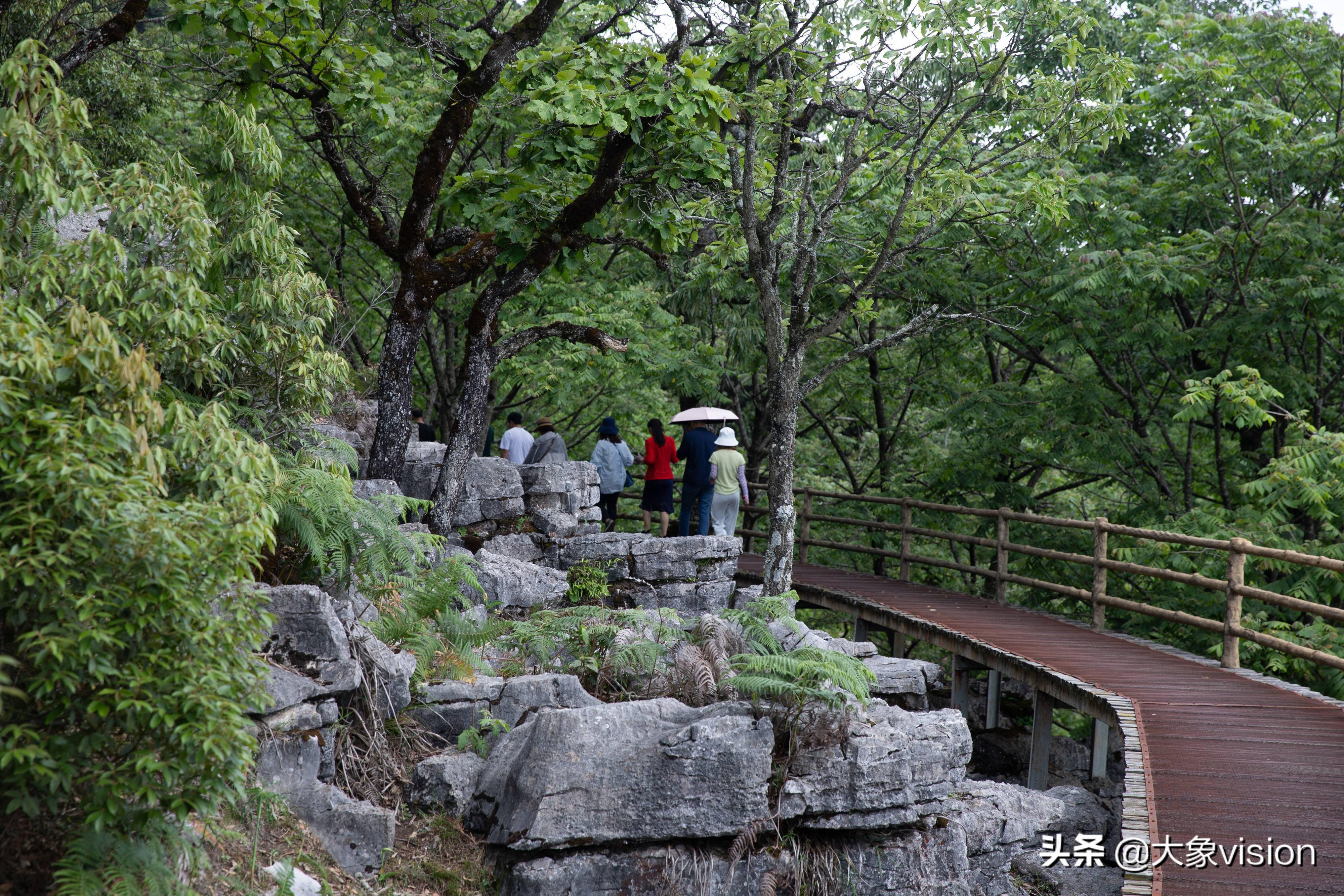 又到了美菌飘香的季节走近师宗菌子山一赏美景