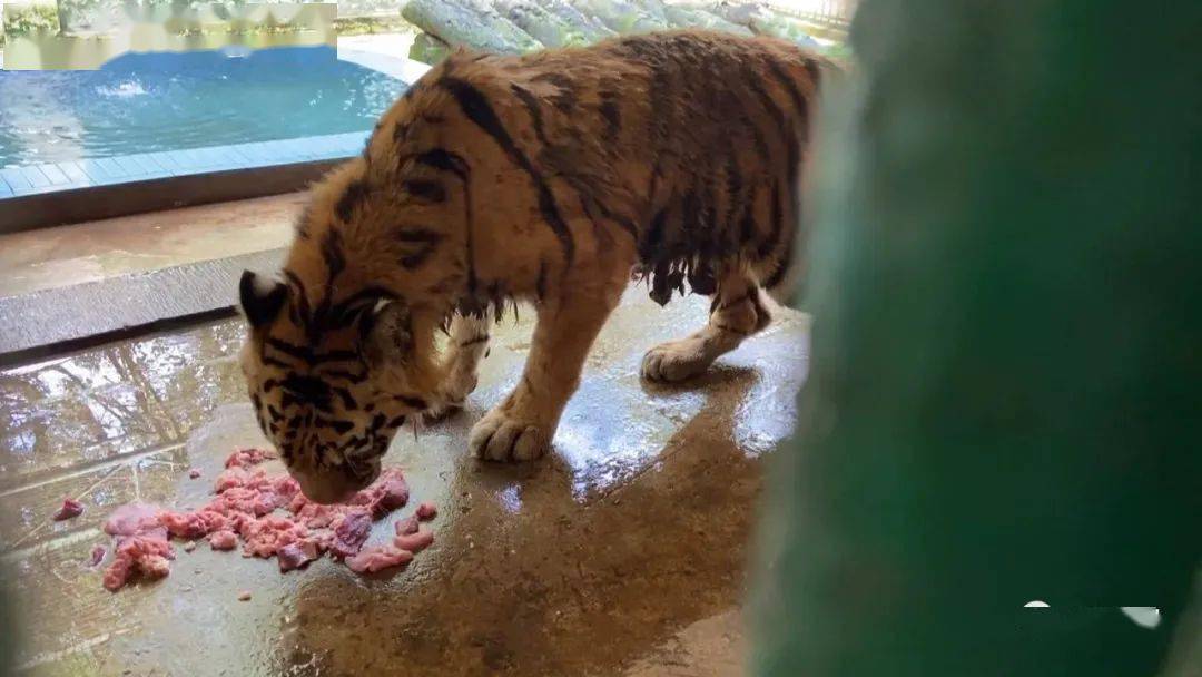 動物園老虎骨瘦如柴 實則是長期胃病患者