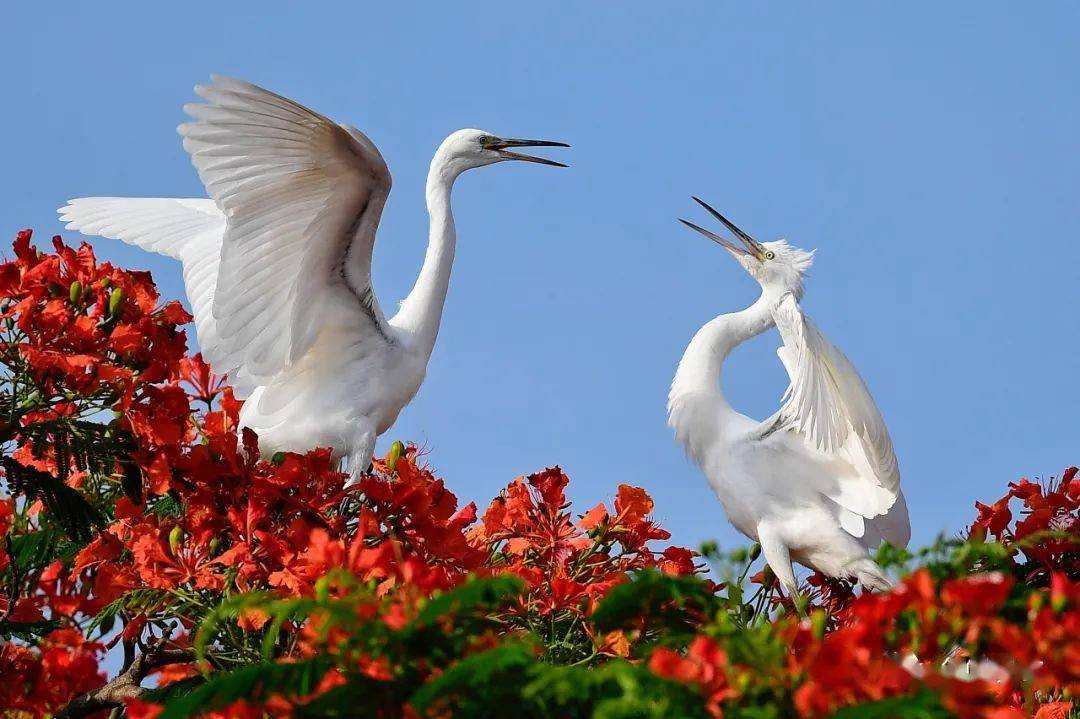 台山摄影师镜头下的鹭鸟,值得分享收藏!