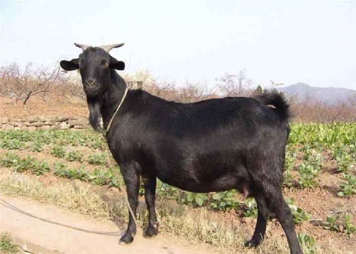 中国山羊的起源与扩散研究