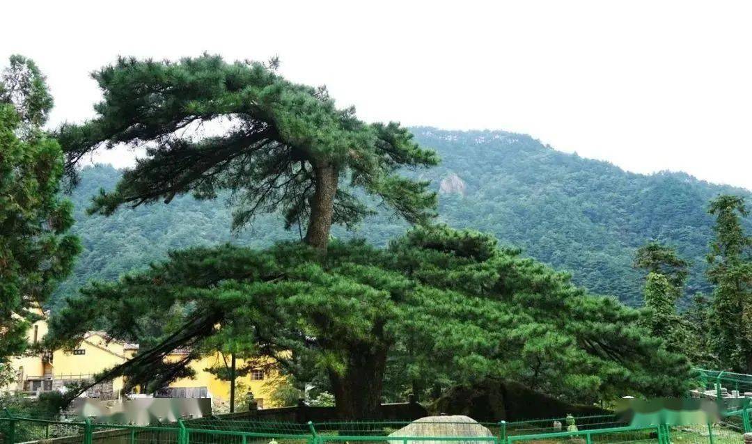 寿比南山不老松竟真实存在9000年不变见者增福长寿