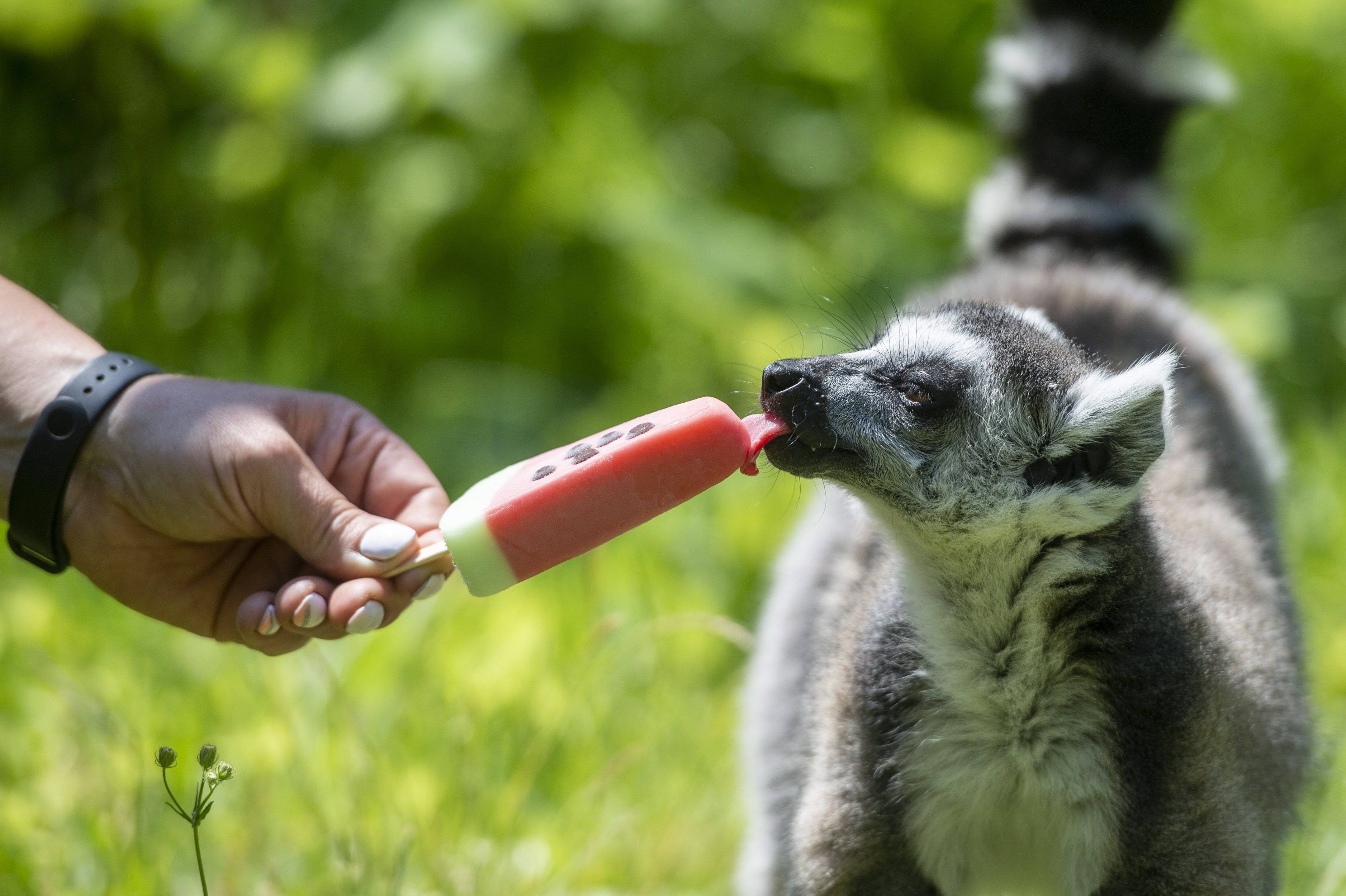 狒狒动物园开业啦 c38471f957554aa5b14cb533b067dec6.jpeg