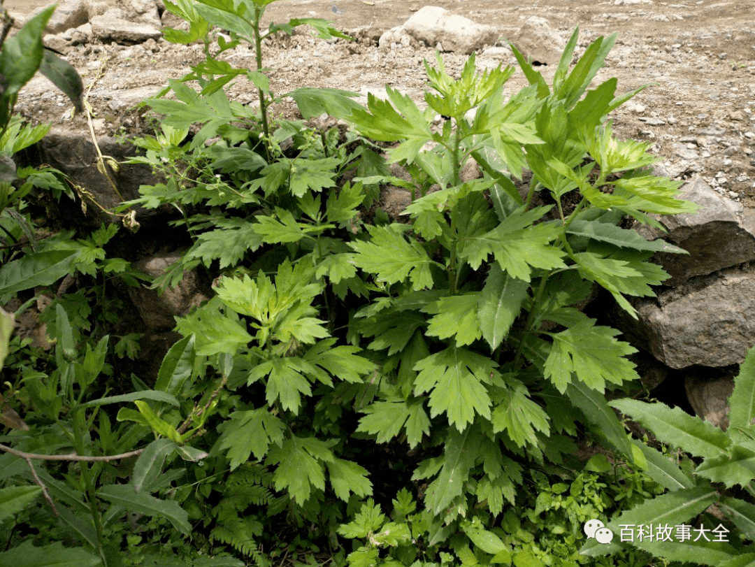 癌症最怕科学家发现一种植物能在16小时内杀死癌细胞癌症有希望了