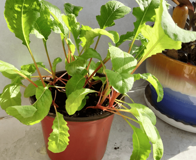 阳台盆栽萝卜不结果就这样"治",30天长出满盆小萝卜_根茎