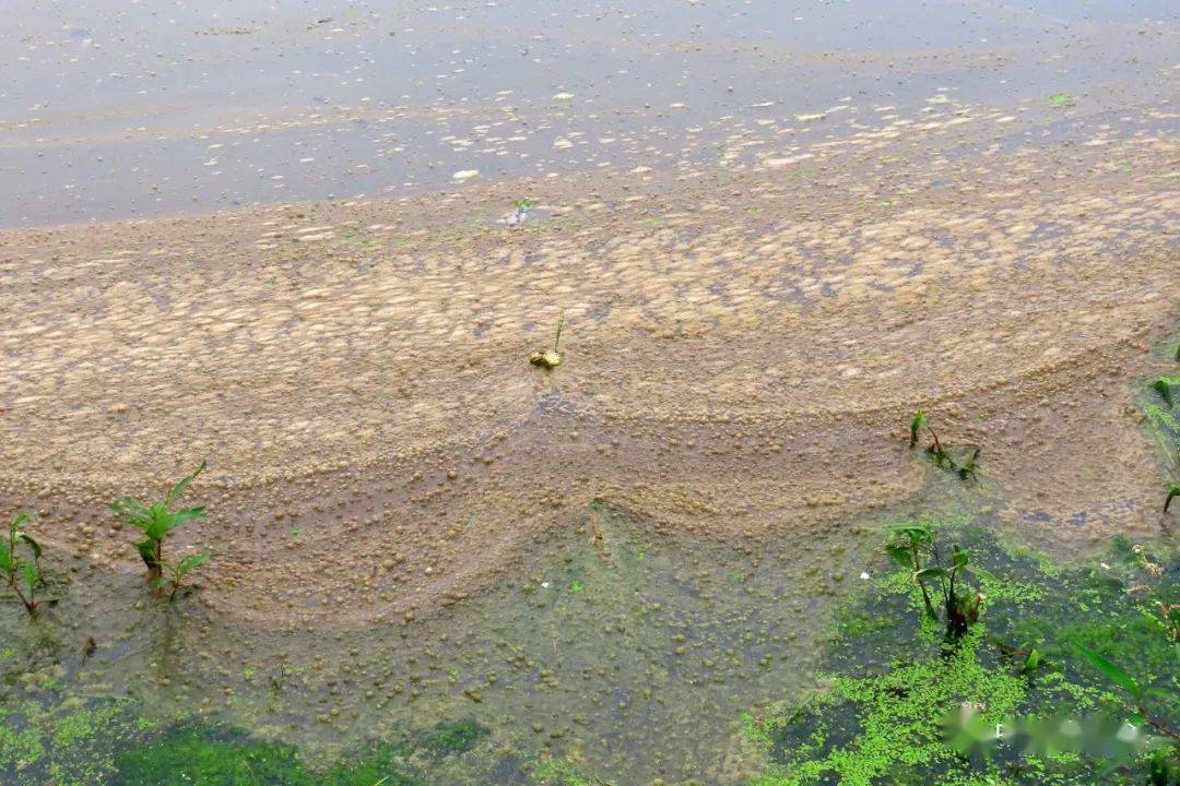 时隔月余西蔡河湿地再次污水横流湿地遭殃绿会研究室关注