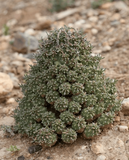 世界那么大多肉那么美我们一起去看看吧63期南非多肉欣赏