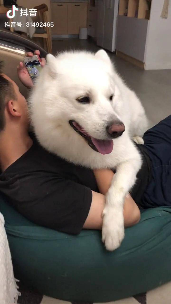 非要往爸爸怀里钻求抱抱的狗子