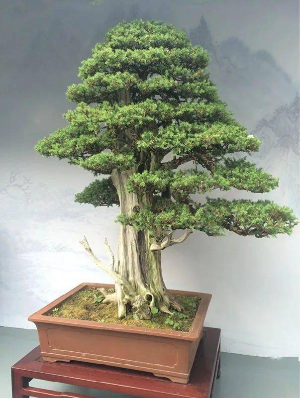 排名盆景_日本盆景品种排名(2)