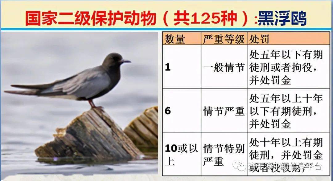 国家最新125类二级野生保护名录,图片及违法对应刑责_动物