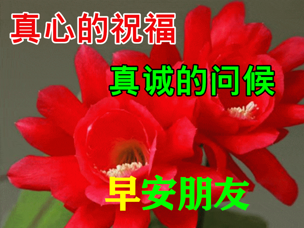 收到花后的幽默感谢语发朋友圈晒花的一句话 自媒体热点