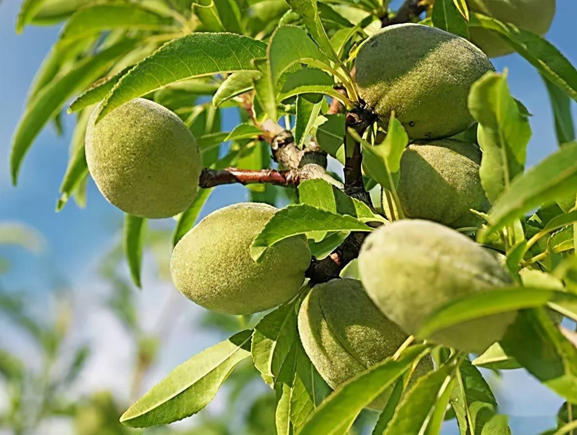 农民最适合种的7种坚果树易种植赚钱多