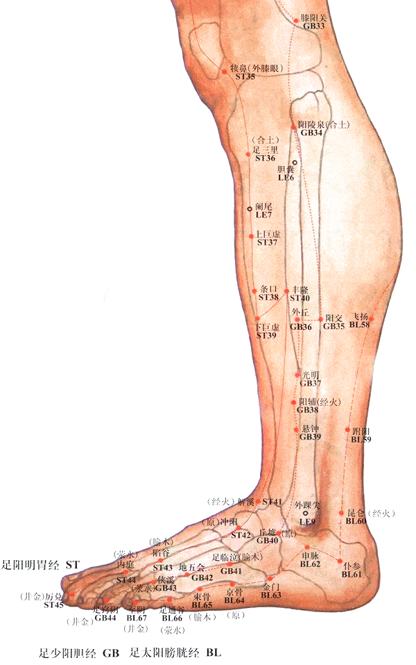 人体腿部肝胆经位置图图片