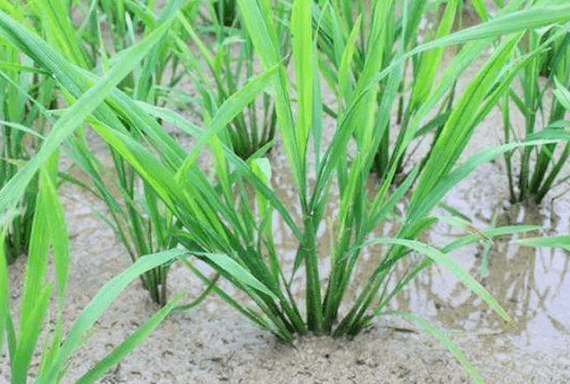 分蘖的蘖怎么读