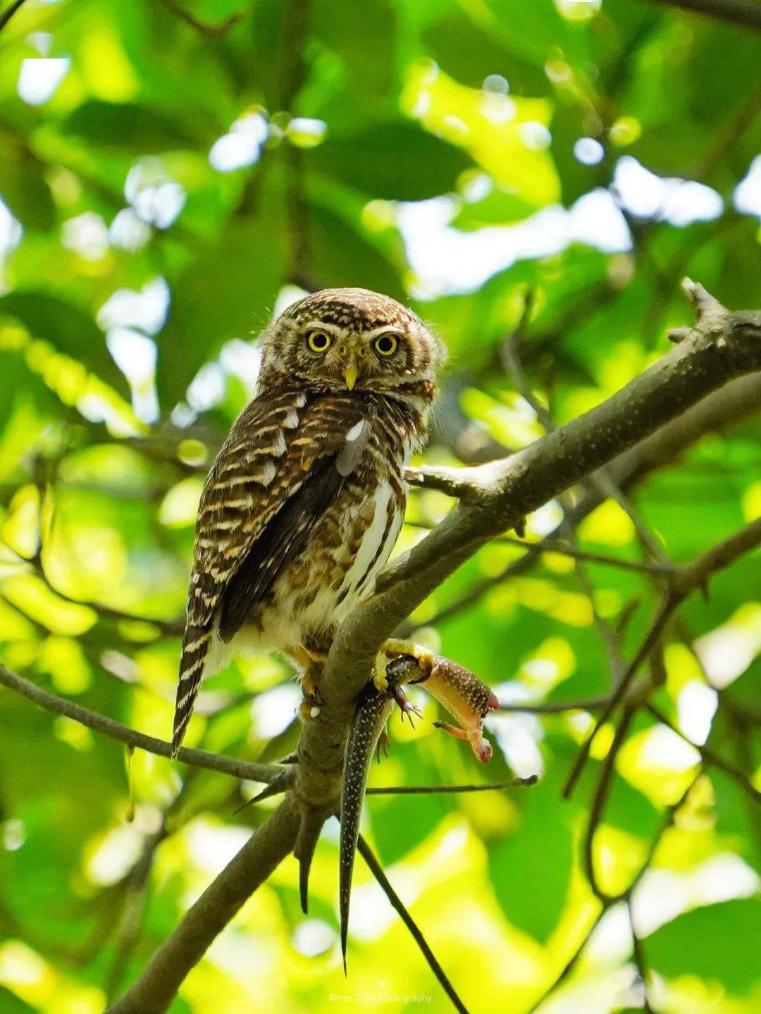 鸟不可貌相之领鸺鹠