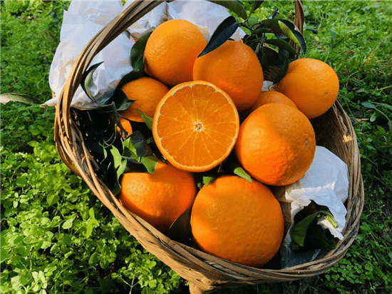 "丹棱桔橙"品牌价值今年达到50.65亿元