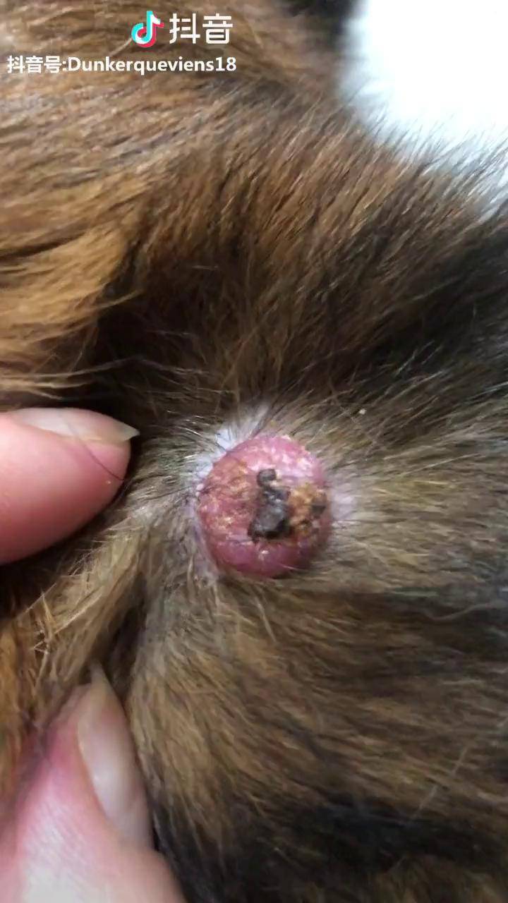 万能的抖音我家狗子耳朵上长了红色的疙瘩或者是肉瘤有遇到过类似病例