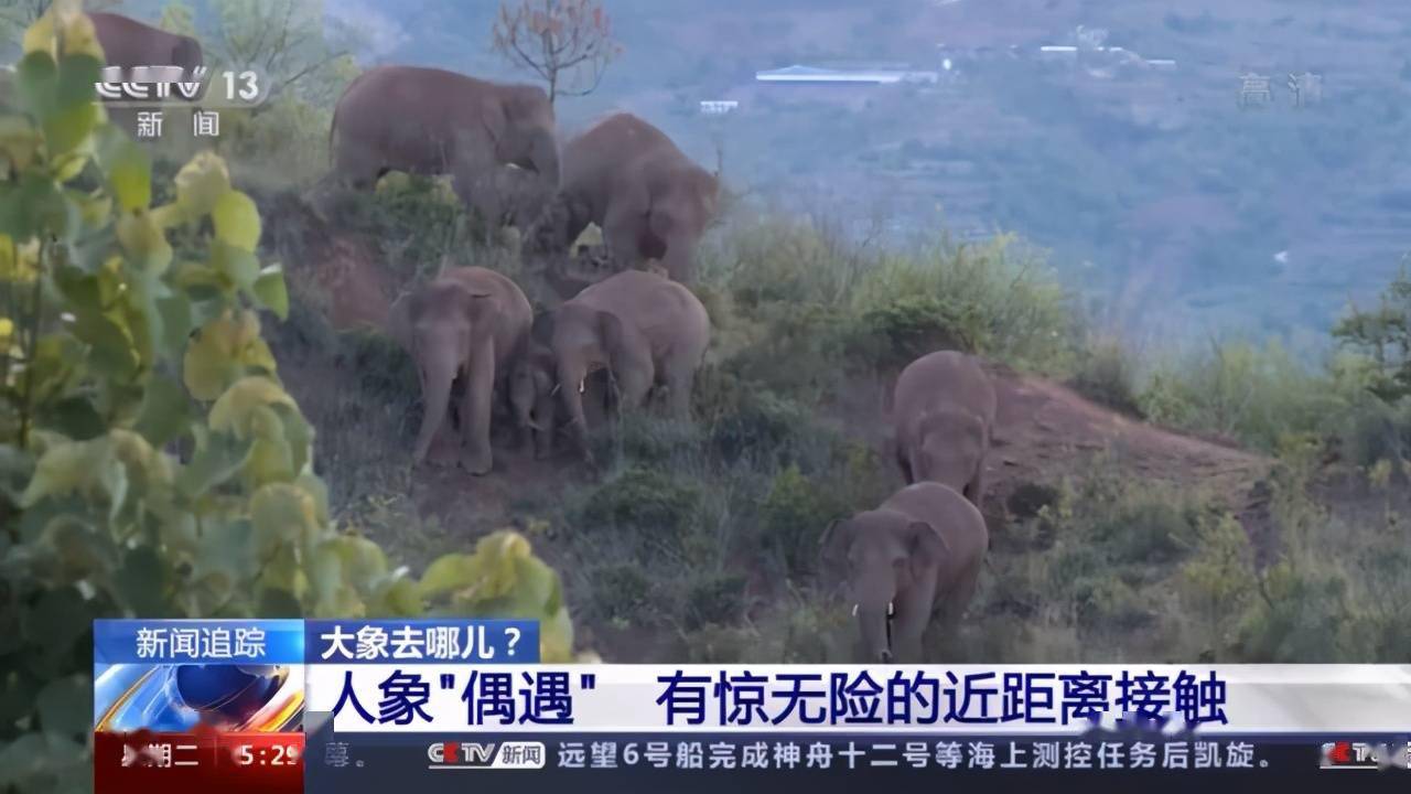 象宝宝怎么吃奶 人象近距离接触是种什么体验 象群