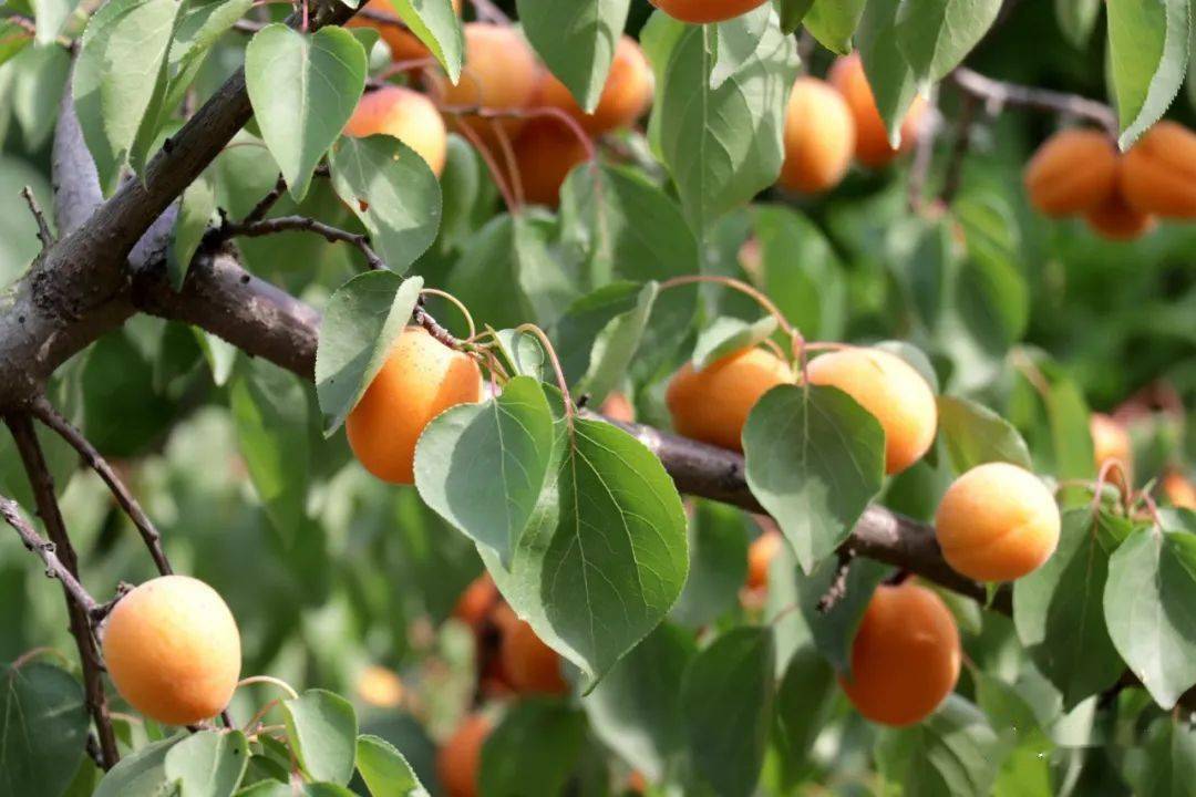 灵台,"杏"好有你!_杏子