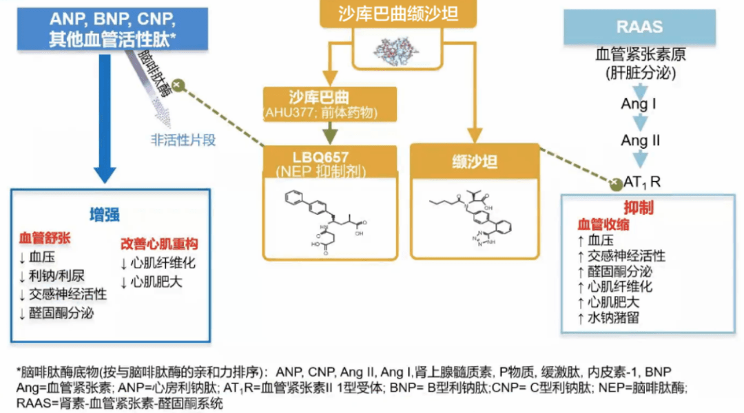 作用机制:作用于脑啡肽酶,at1r 发挥作用.1.