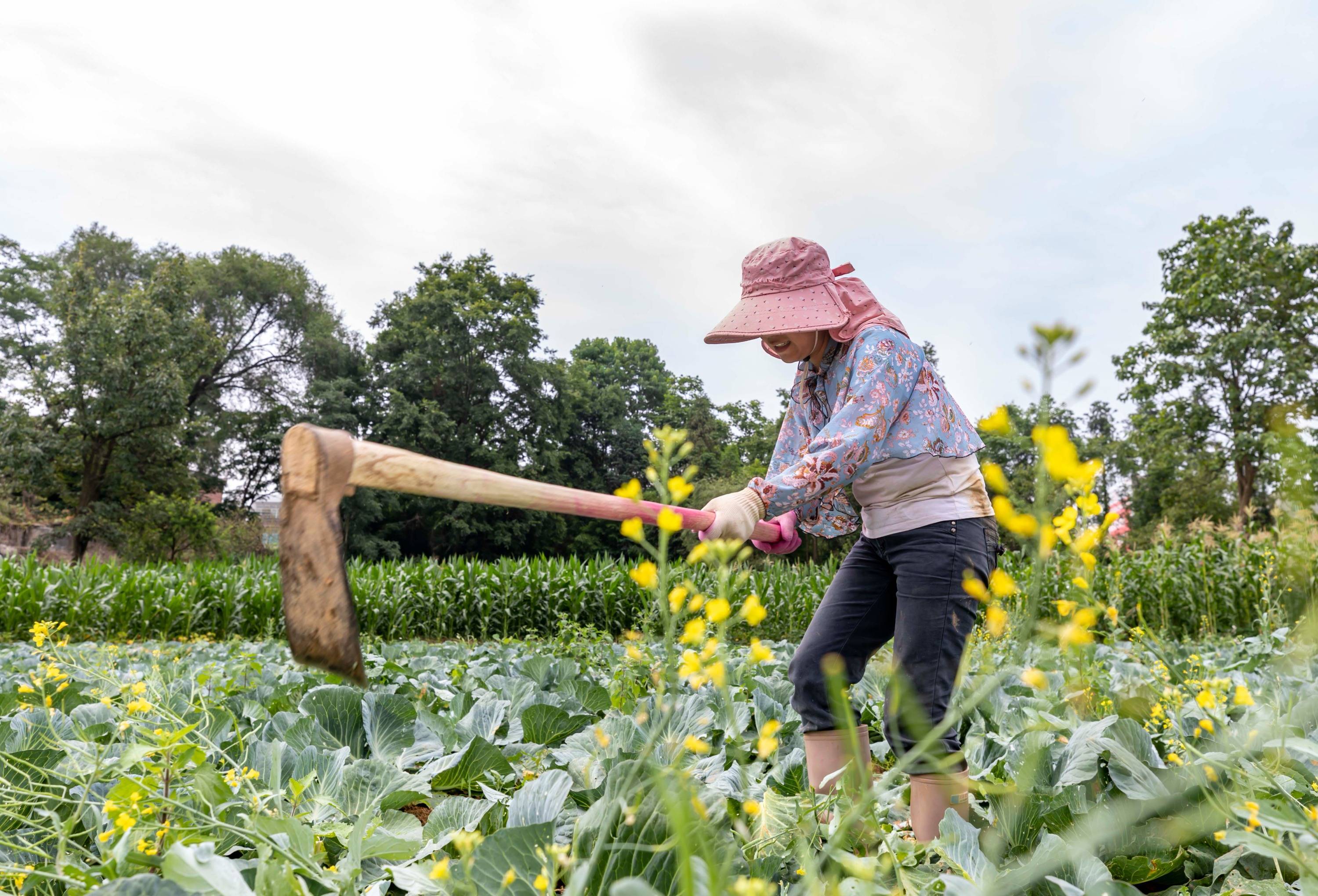 黔西:夏至农事忙