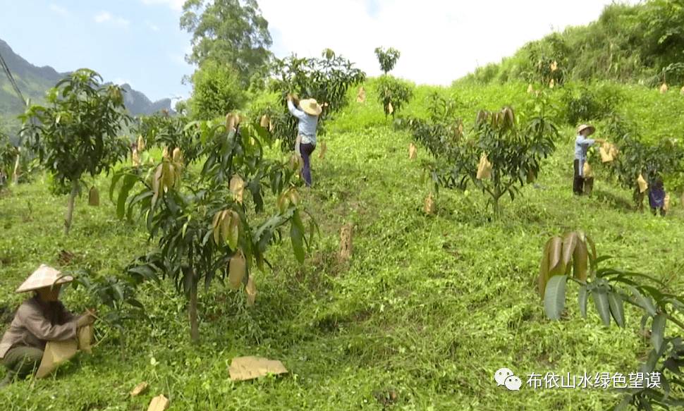 桑郎鎮八合村地理位置優越,氣候溫暖,熱量豐富,是我縣適宜芒果生長的