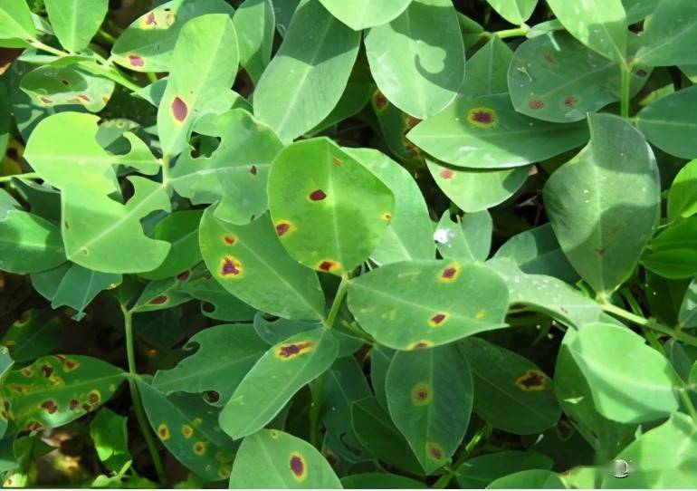 花生叶斑病防治技术_发病