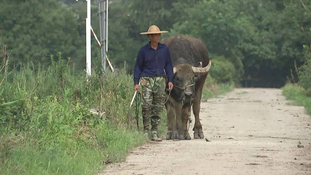 老牛重出江湖放牛郎日薪600