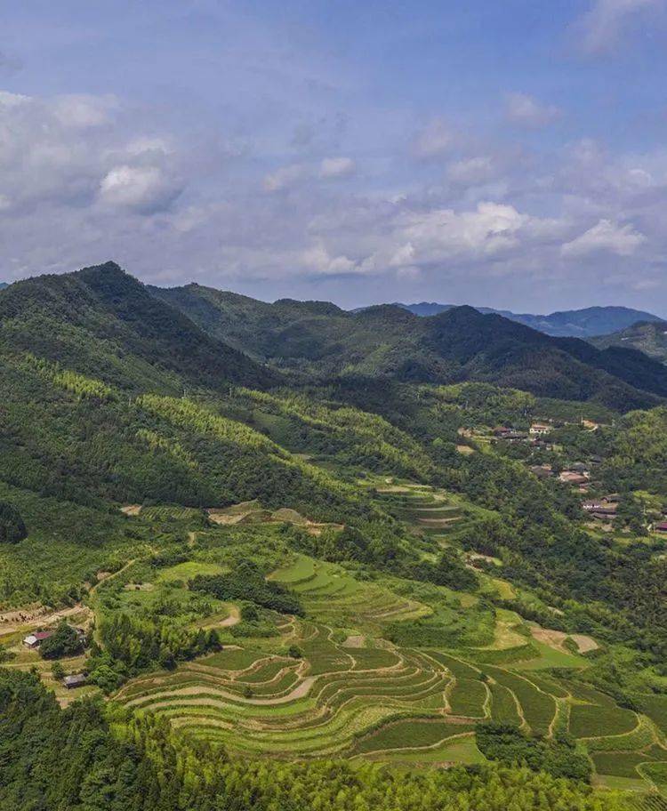 寻茶记沅陵莓茶基地