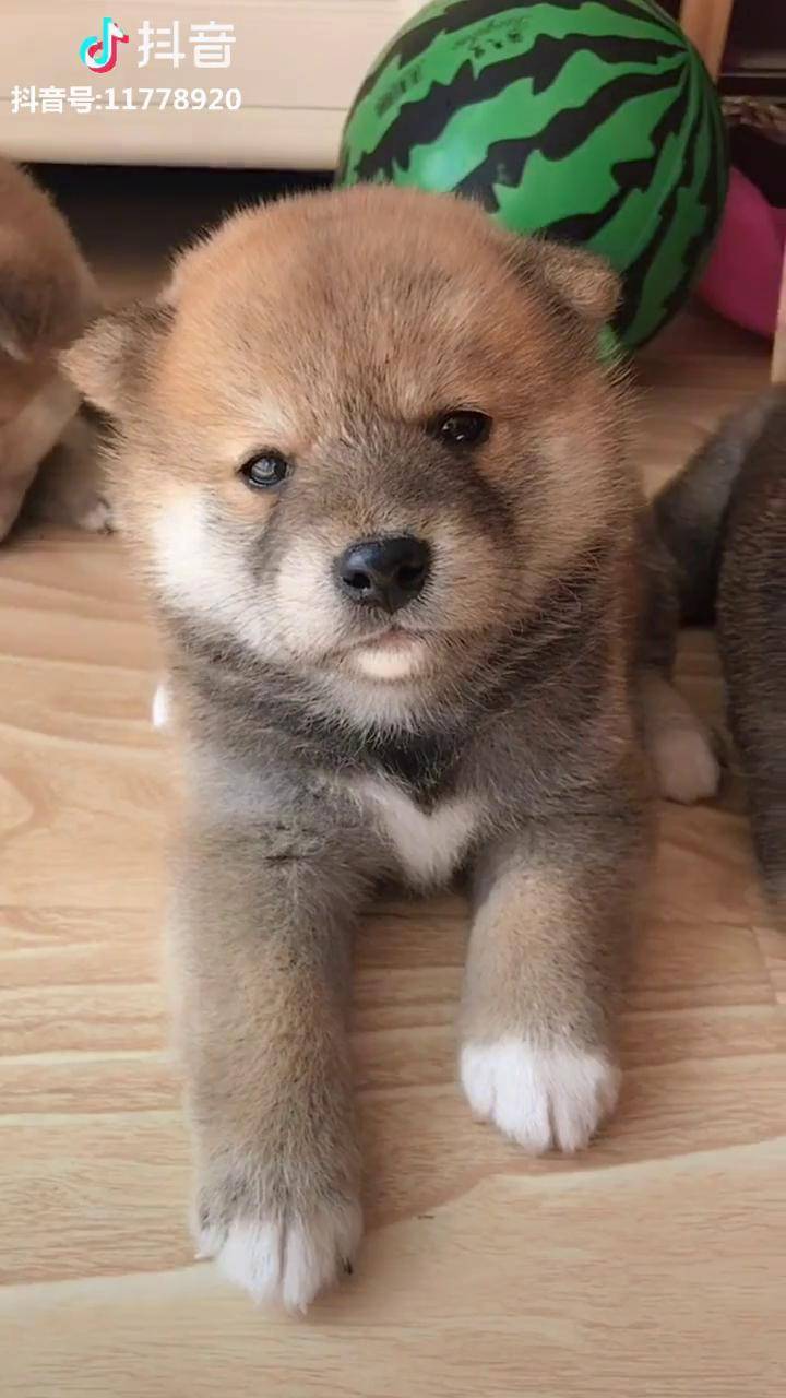 小奶狗柴犬萌宠小样