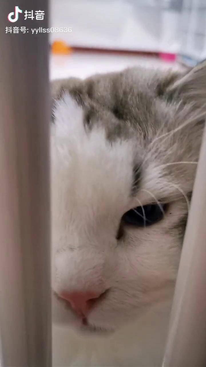 来听听我家大男孩苏木木的叫声吧布偶猫萌宠成精了