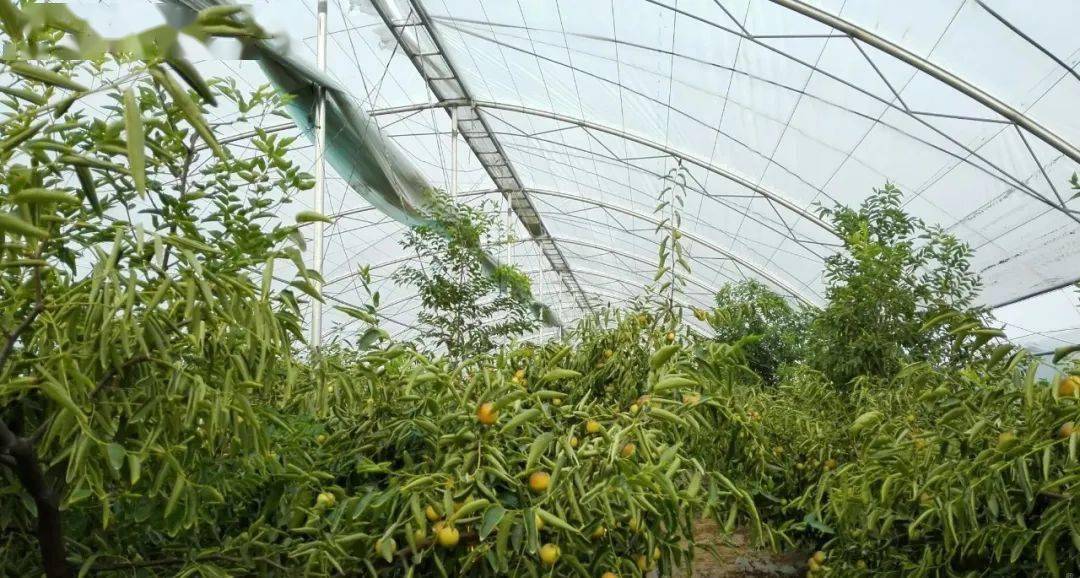 在大棚樱桃煊赫市场之时,有些冬枣种植户尝试采用温室种植冬枣,大大