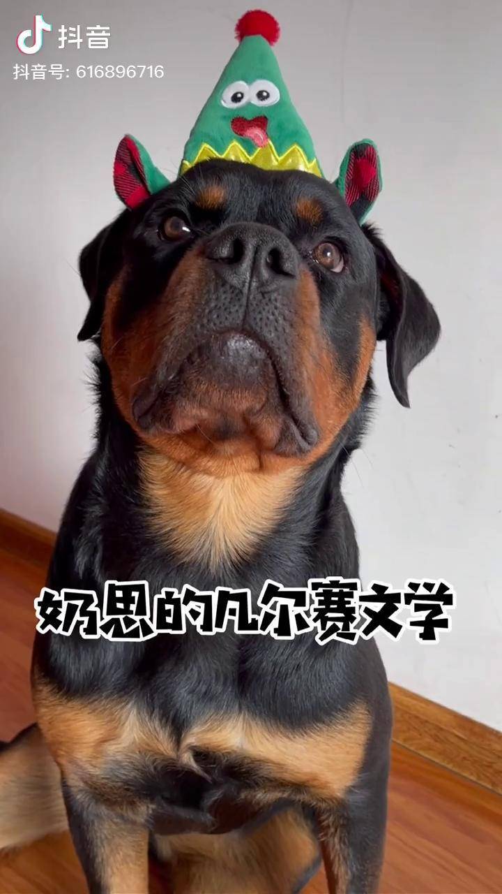 今天又是朴实无华的一天随叫随到的管家可鲁可鸭准备好了新年的年货萌