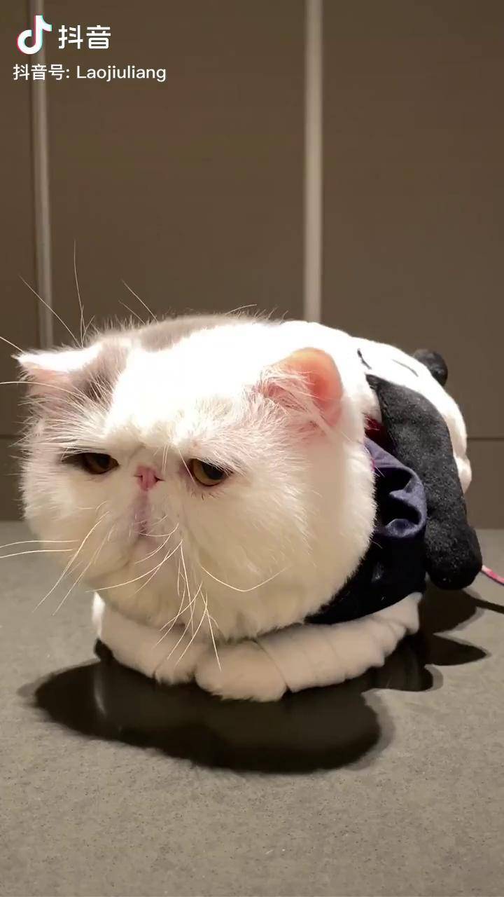 这个负担可以有呆傻的孩子侧颜杀挑战被你萌化了萌宠出道计划加菲猫