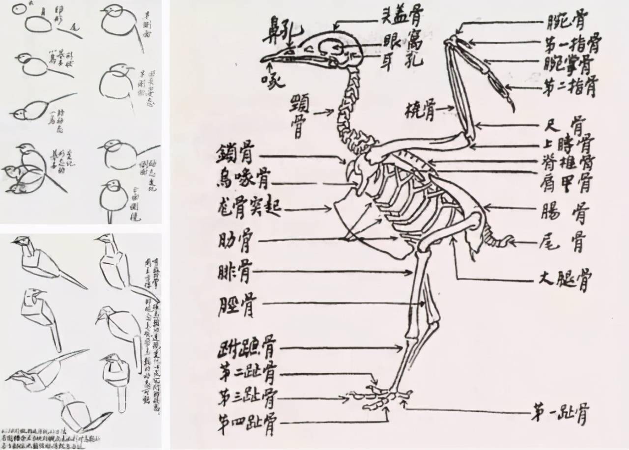 禽鸟结构示意图黄羲黄羲