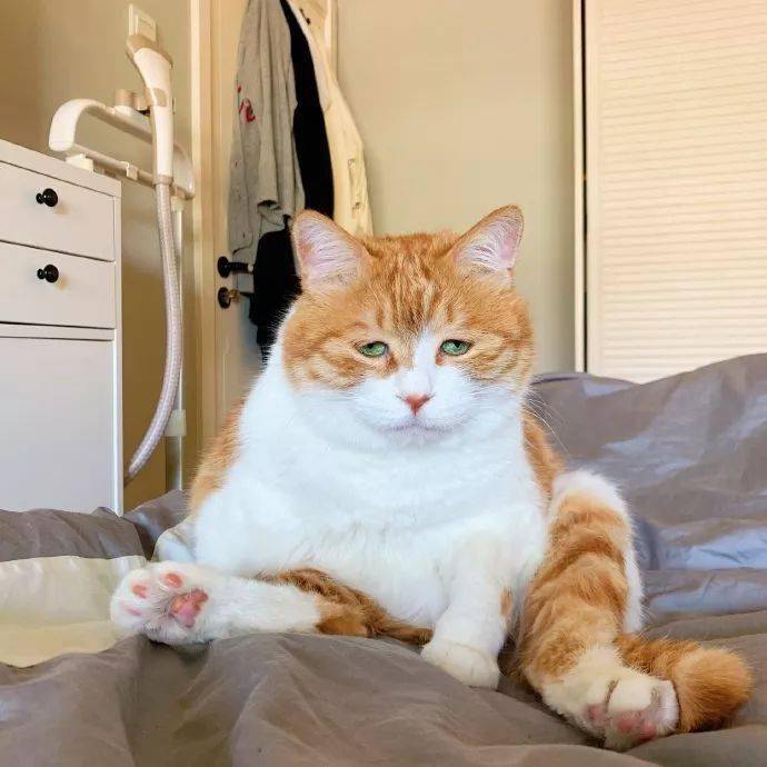猫猫表情包