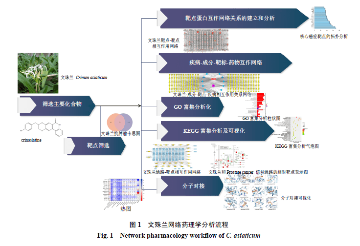 网络药理学流程图图片