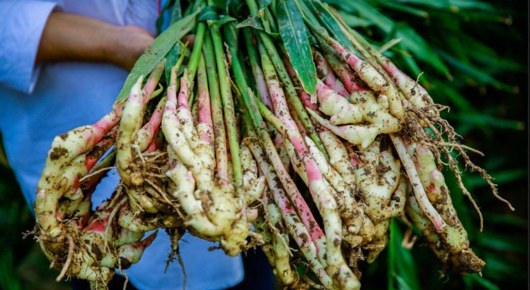 什么菜用姜比较多 596bbc83999c4b768cea5bd9c944f0ba.jpeg