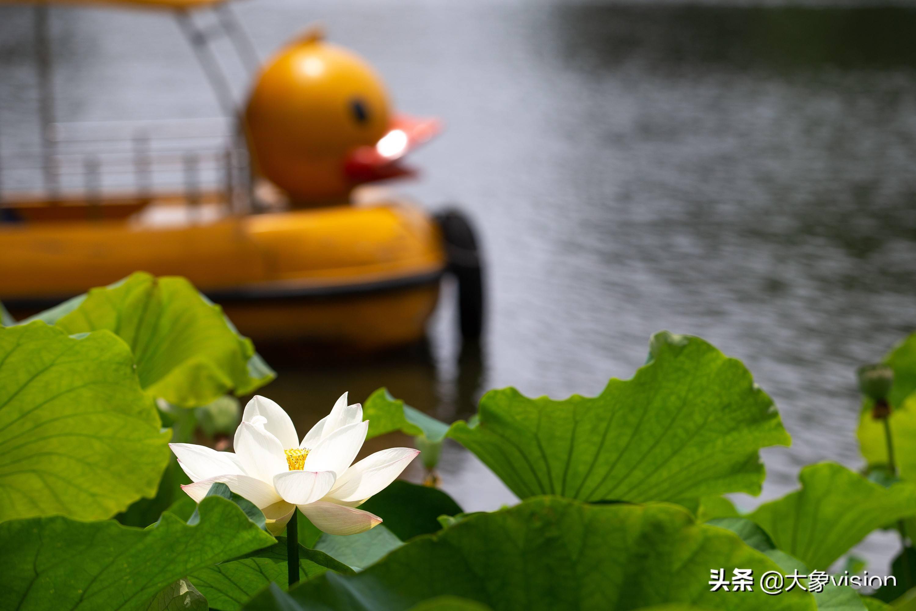 仲夏时节到昆明大观楼赏一场荷花盛宴