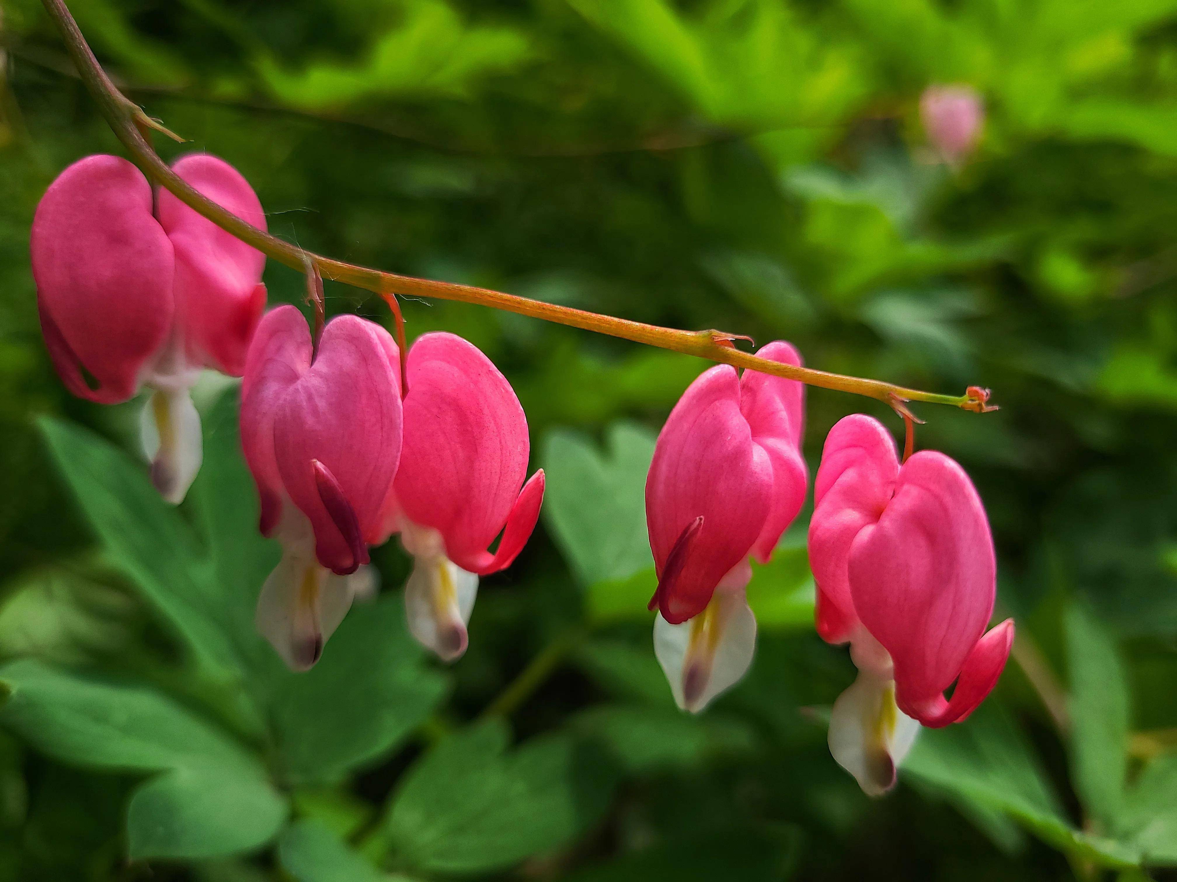 高原古城西宁盛夏已至绿树浓荫鲜花盛开美景如画