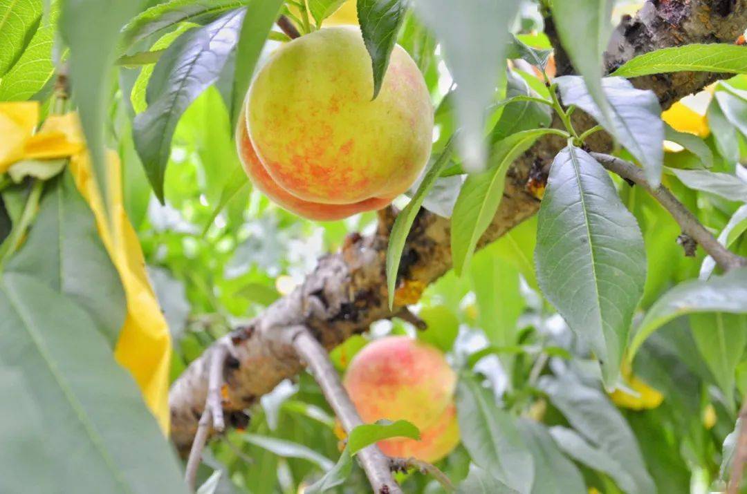 桃子熟果香飘