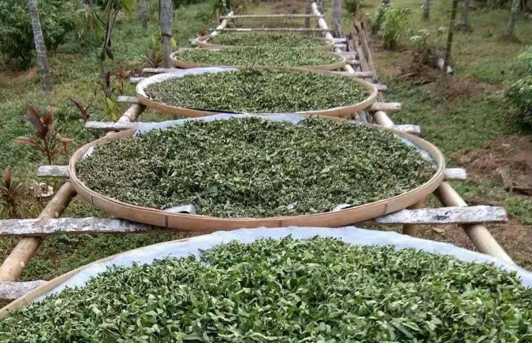 退役军人返乡创业 书写林下种植鹧鸪茶致富经